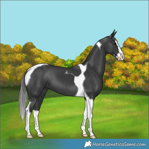 Horse Color:Black Splash Tobiano 