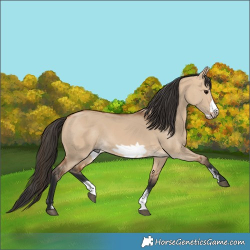 Horse Color:Bay Dun Sabino Frame