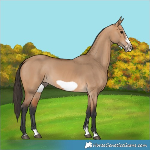 Horse Color:Bay Dun Splash Frame 