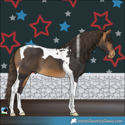 Horse Color:Buckskin Tobiano Appaloosa