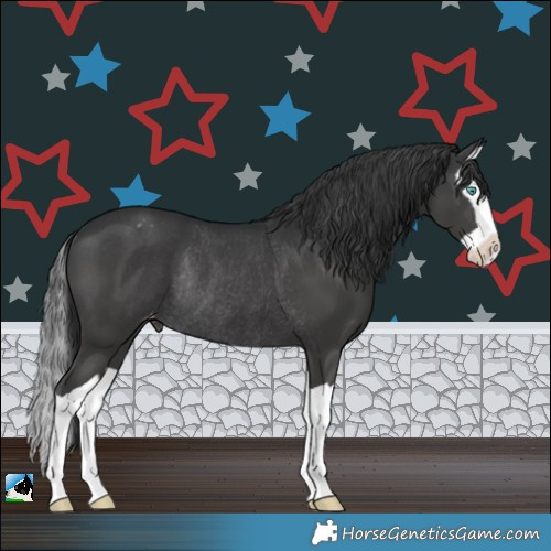 Horse Color:Black Splash Appaloosa Rabicano 