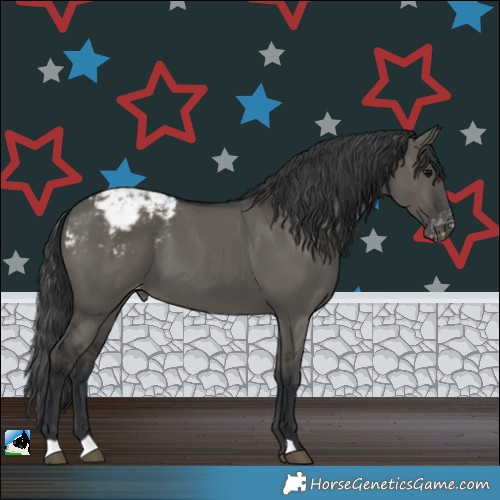 Horse Color:Grullo Appaloosa 