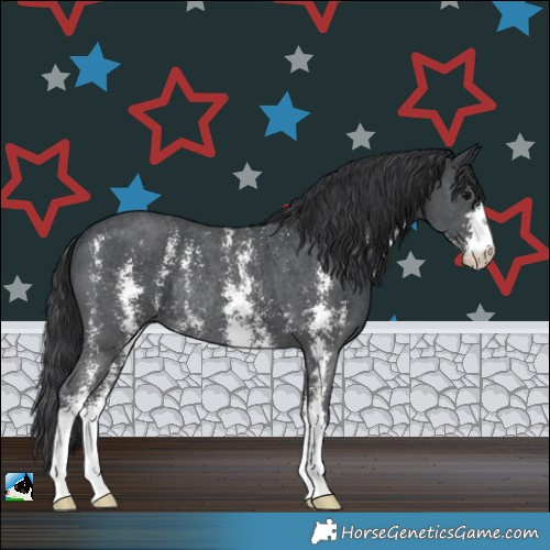 Horse Color:Black Sabino Rabicano
