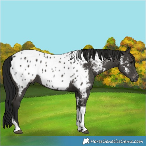 Horse Color:Gray Black Tobiano Appaloosa Rabicano 