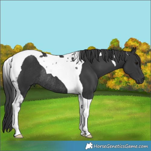 Horse Color:Black Tobiano Rabicano