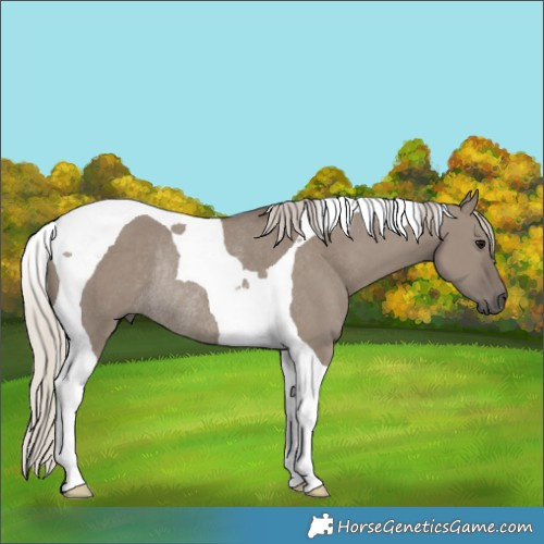 Horse Color:Silver Grullo Tobiano Rabicano