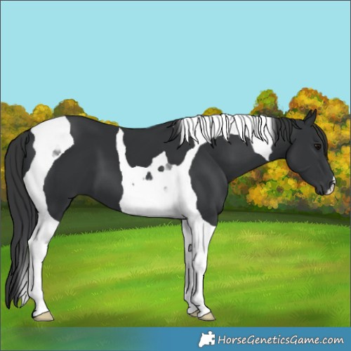 Horse Color:Black Tobiano 