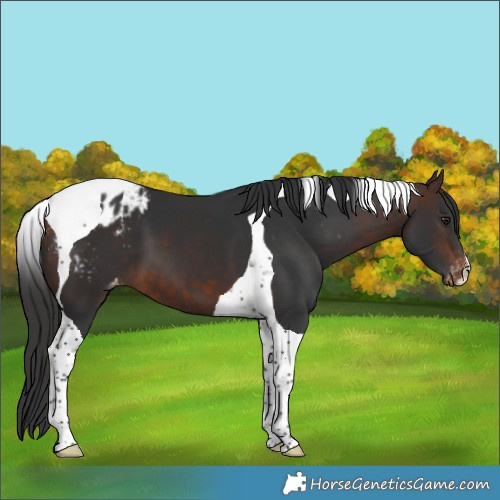 Horse Color:Bay Tobiano Appaloosa