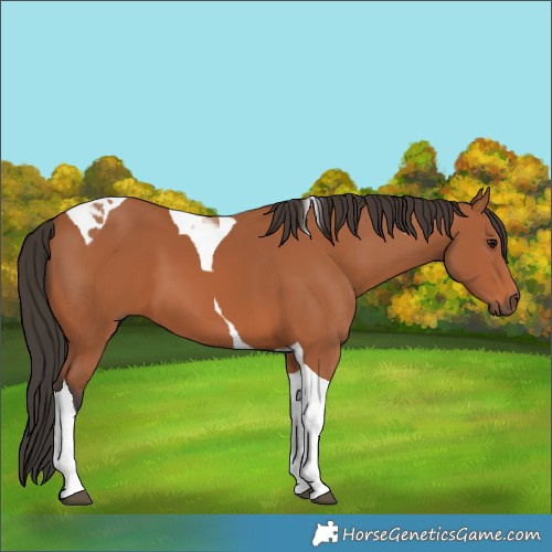 Horse Color:Bay Tobiano