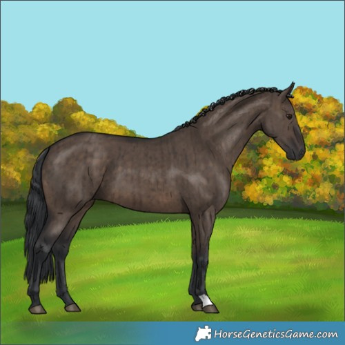 Horse Color:Brown Dun Brindle