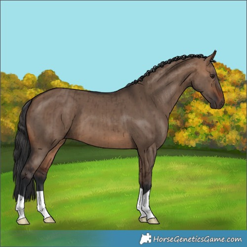 Horse Color:Brown Dun Brindle 