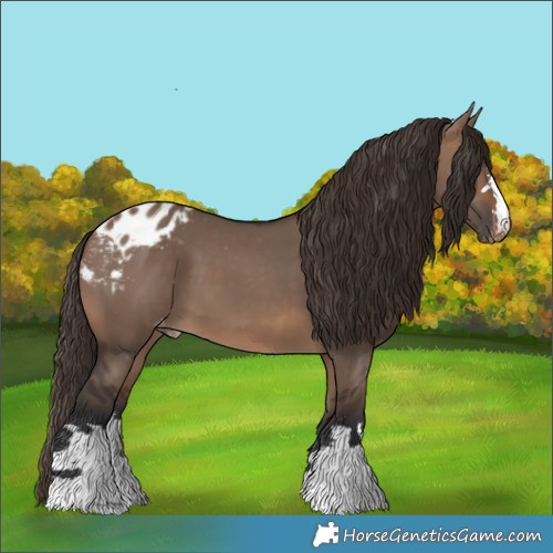 Horse Color:Brown Dun Appaloosa 