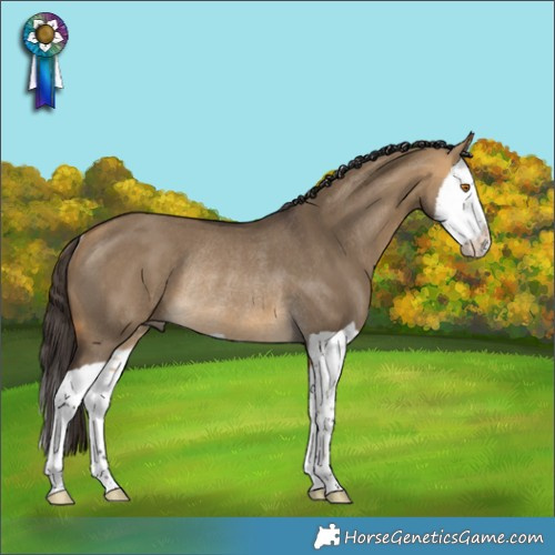 Horse Color:Buckskin Dun Splash Rabicano