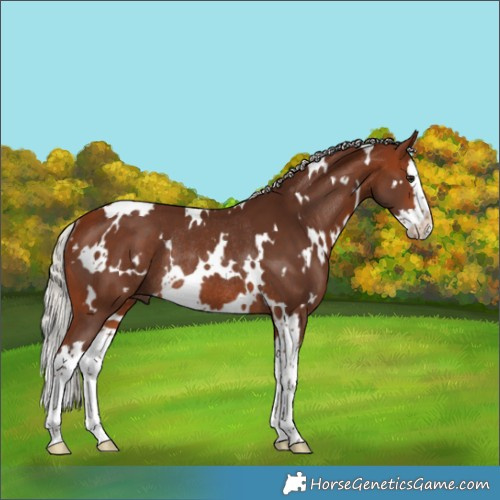 Horse Color:White Spotted Silver Bay Splash Rabicano 
