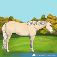 Horse Color:Palomino Dun Sabino 