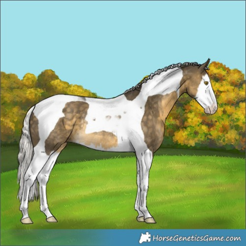 Horse Color:Silver Buckskin Dun Splash Tobiano Rabicano 