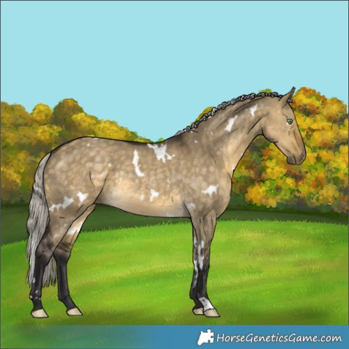 Horse Color:White Spotted Silver Buckskin Dun Rabicano 