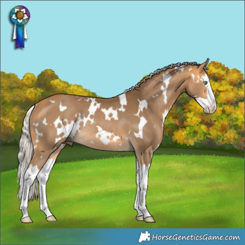 Horse Color:White Spotted Silver Buckskin Splash Rabicano