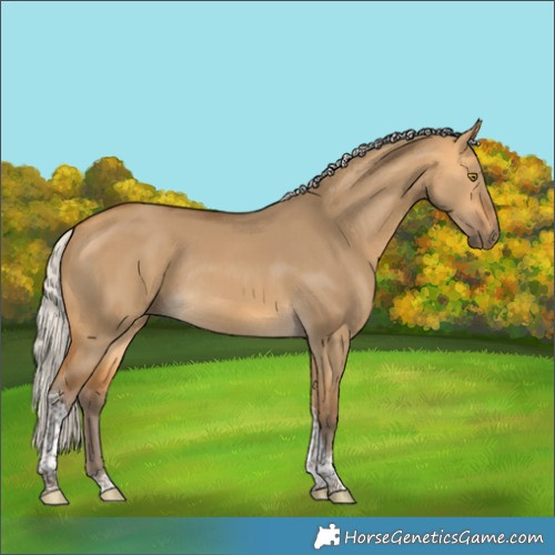 Horse Color:Silver Buckskin Dun Tobiano Rabicano