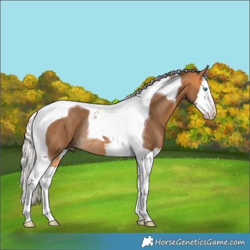 Horse Color:Silver Buckskin Splash Tobiano Rabicano