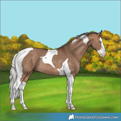 Horse Color:Silver Bay Dun Splash Tobiano Rabicano