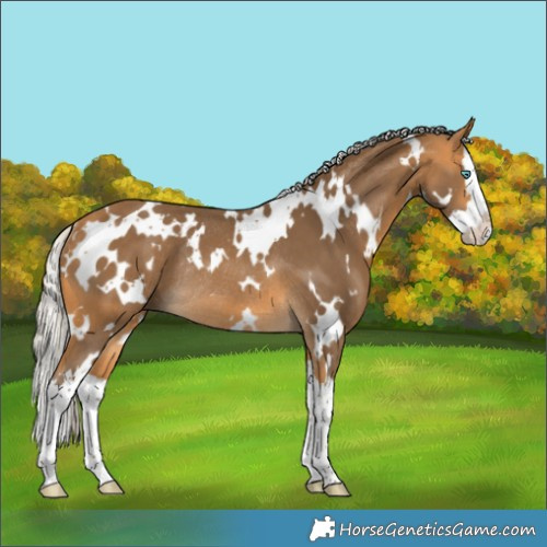 Horse Color:White Spotted Silver Buckskin Splash Rabicano