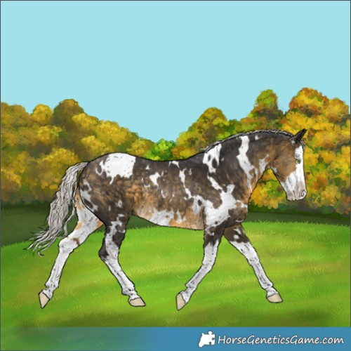 Horse Color:White Spotted Silver Buckskin Splash Rabicano 