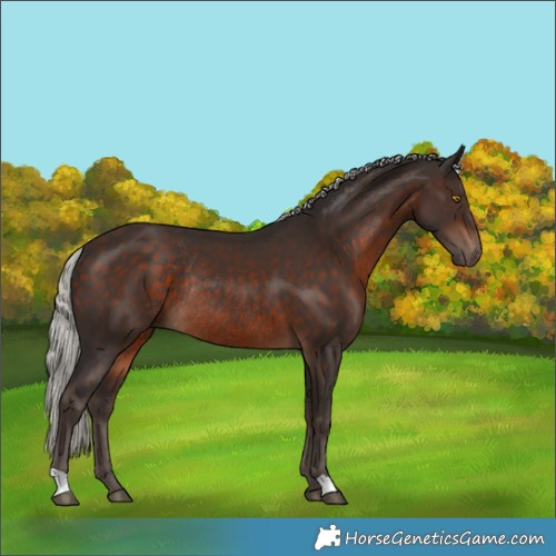 Horse Color:Silver Brown Rabicano