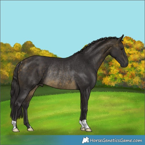 Horse Color:Buckskin Rabicano 