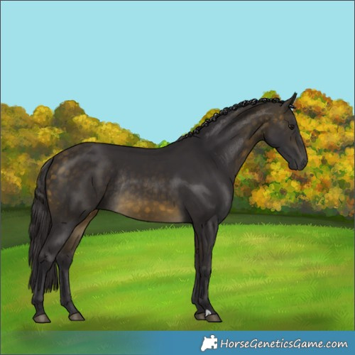 Horse Color:Buckskin Rabicano