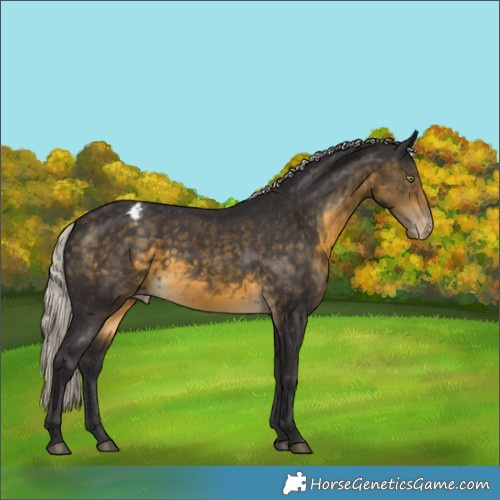 Horse Color:Silver Buckskin Appaloosa Rabicano