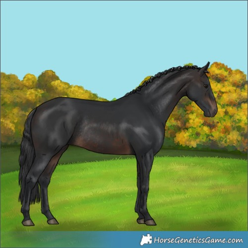 Horse Color:Brown Rabicano