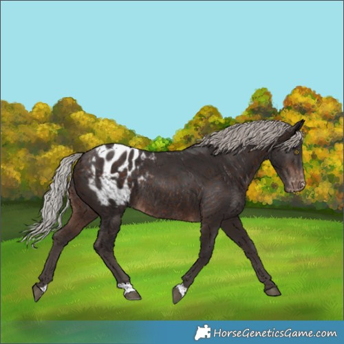 Horse Color:Silver Brown Appaloosa Rabicano