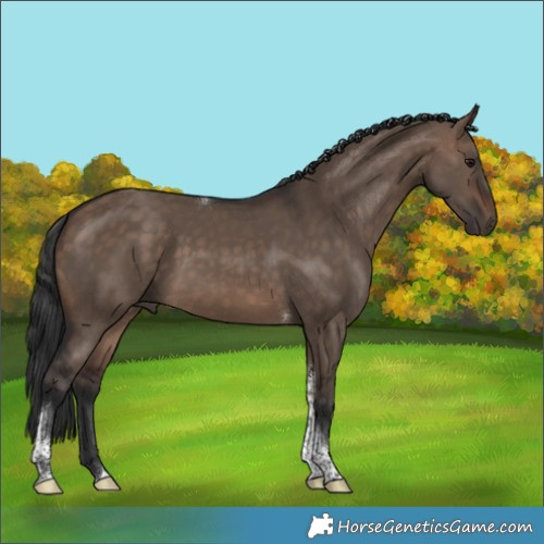 Horse Color:Brown Dun Tobiano