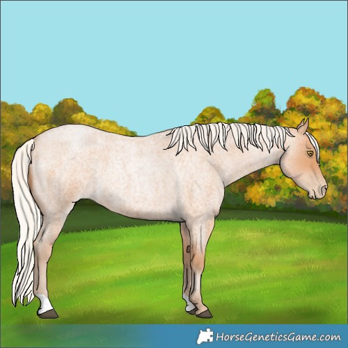 Horse Color:Silver Bay Roan Pearl 