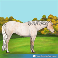 Horse Color:Silver Bay Roan Pearl