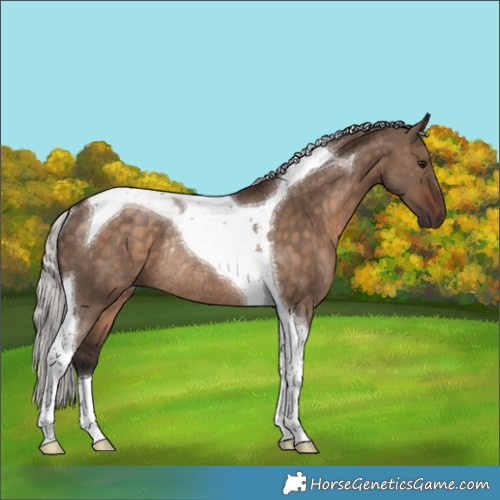 Horse Color:Silver Brown Dun Tobiano Rabicano