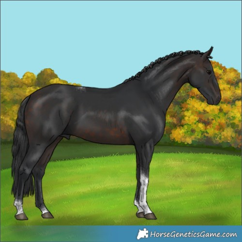 Horse Color:Brown Tobiano Rabicano