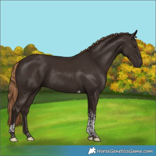Horse Color:Liver Chestnut Tobiano Rabicano