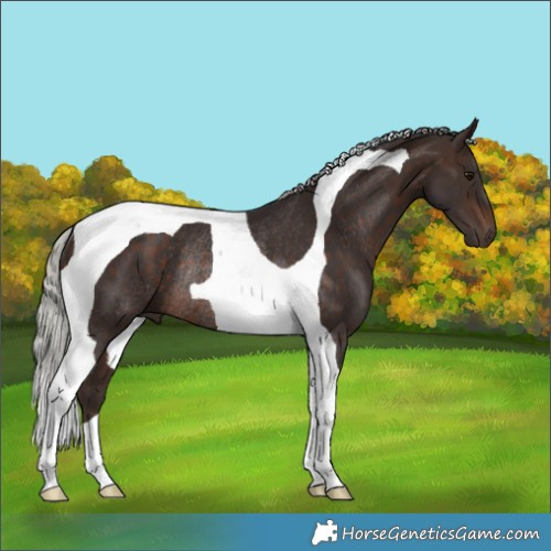 Horse Color:Silver Brown Tobiano Rabicano