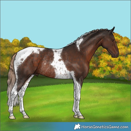 Horse Color:Liver Chestnut Tobiano Rabicano