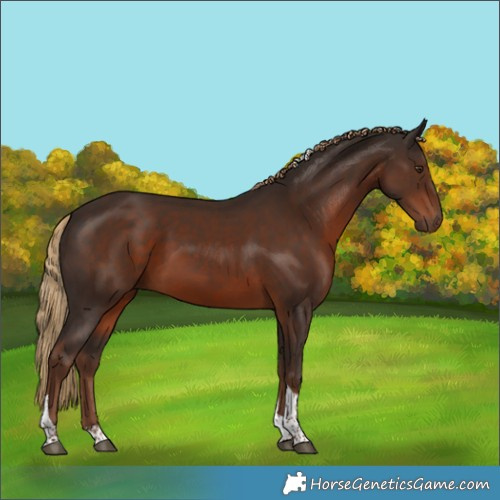 Horse Color:Liver Chestnut Tobiano Rabicano