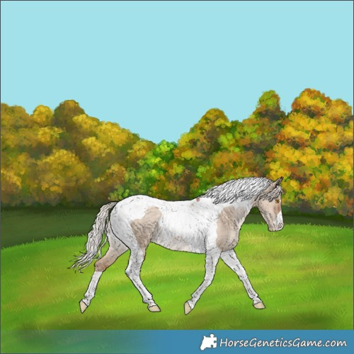 Horse Color:Silver Grullo Pearl Tobiano Rabicano