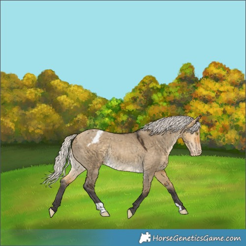 Horse Color:Silver Buckskin Dun Appaloosa Rabicano 