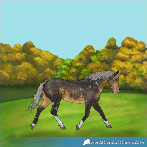 Horse Color:White Spotted Silver Buckskin Tobiano Appaloosa Rabicano