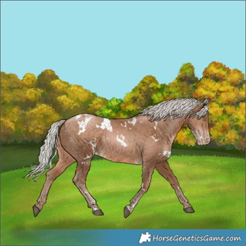 Horse Color:White Spotted Silver Brown Pearl Appaloosa Rabicano