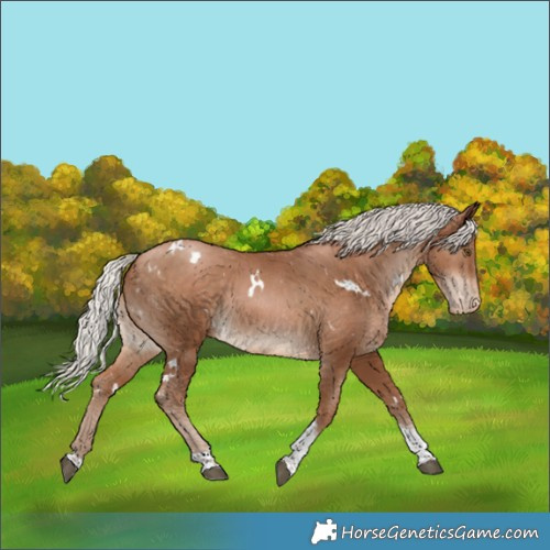 Horse Color:White Spotted Silver Brown Pearl Tobiano Appaloosa Rabicano