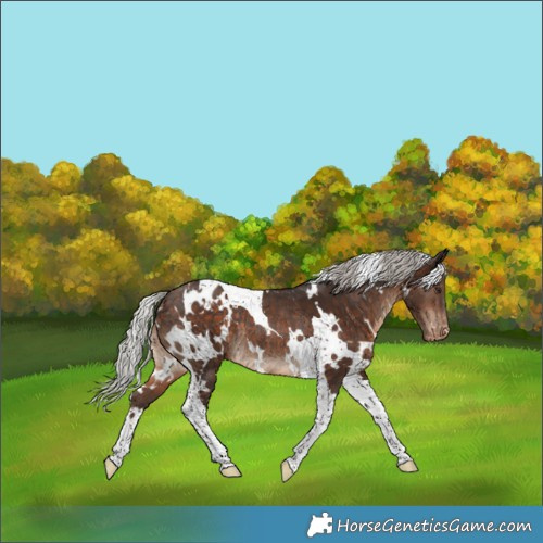 Horse Color:White Spotted Silver Brown Tobiano Appaloosa Rabicano