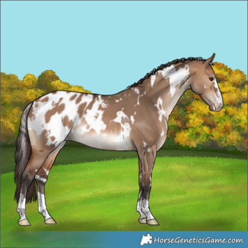Horse Color:White Spotted Bay Dun Appaloosa 