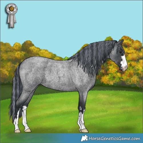 Horse Color:Painted Blue Chinchilla Roan